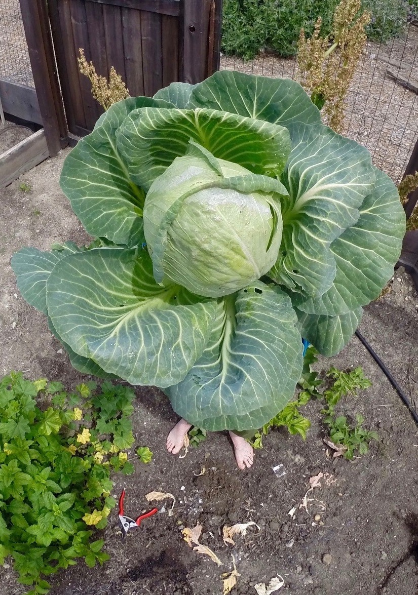 A large head of cabbage with feet poking out from beneath its leaves